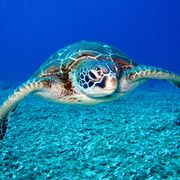 Zoology 1